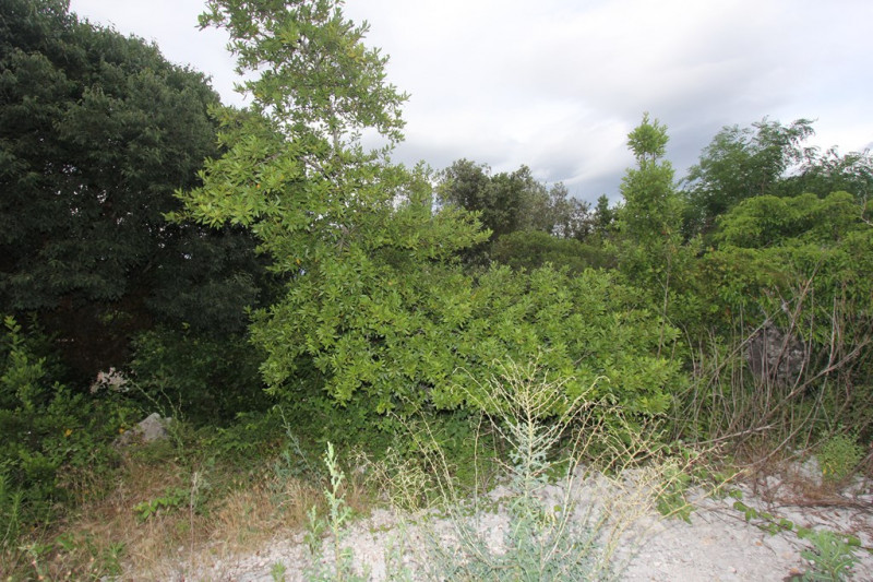 Plot in Montenegro, in Gošići